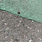 ヒメ日記 2026/05/07 10:14 投稿 海-UMI- 博多最高級濃厚洗体風俗エステ シャルドネ福岡
