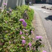 ヒメ日記 2026/05/25 12:14 投稿 海-UMI- 博多最高級濃厚洗体風俗エステ シャルドネ福岡