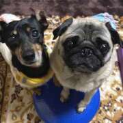 ヒメ日記 2025/12/31 18:00 投稿 ハク LOVE(小名浜)