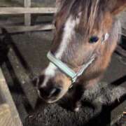 ヒメ日記 2026/01/15 09:00 投稿 ハク LOVE(小名浜)