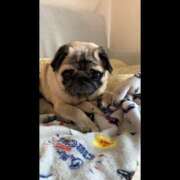 ヒメ日記 2026/01/20 18:00 投稿 ハク LOVE(小名浜)