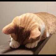 ヒメ日記 2026/06/08 21:50 投稿 ハク LOVE(小名浜)