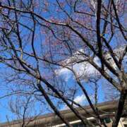 ヒメ日記 2026/02/03 09:30 投稿 ほづみ シャブール