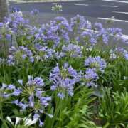 ヒメ日記 2025/11/05 13:04 投稿 きょうこ 奥様特急　立川店