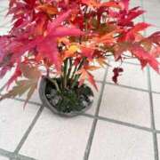 ヒメ日記 2025/12/01 14:29 投稿 みお⠀ NEO不夜城