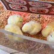 ヒメ日記 2026/02/03 22:59 投稿 みお⠀ NEO不夜城