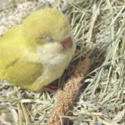 ヒメ日記 2025/11/05 19:12 投稿 【マロ】11月3日体験です。 マネキン神宮店