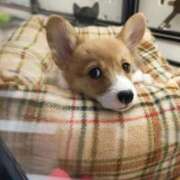 はるな はるな 熟女の風俗最終章 蒲田店