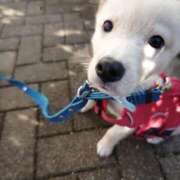 はるな はるな 熟女の風俗最終章 蒲田店