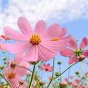 ヒメ日記 2026/01/21 16:38 投稿 きみえ 熟女の風俗最終章 高崎店