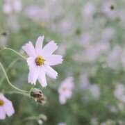 ヒメ日記 2025/11/11 12:18 投稿 みゆき 池袋人妻城