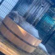 ヒメ日記 2025/11/13 17:22 投稿 はな 白いぽっちゃりさん