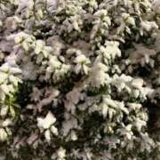 ヒメ日記 2026/02/09 04:23 投稿 りさ 五反田人妻ヒットパレード（シンデレラグループ）