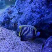 ヒメ日記 2026/02/12 09:39 投稿 りさ 五反田人妻ヒットパレード（シンデレラグループ）