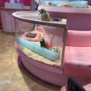 ヒメ日記 2025/11/23 15:01 投稿 おと ハイ・チュッ