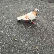 おと すきなこと🌺 ハイ・チュッ