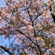 ヒメ日記 2026/04/08 12:17 投稿 めいな 奥鉄オクテツ東京店（デリヘル市場）