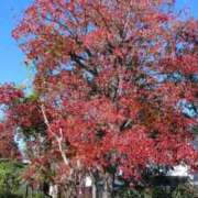 ヒメ日記 2025/11/20 17:18 投稿 きよか あげまん 梅田店