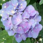 ここみ 紫陽花🏵️ 熟女デリヘル倶楽部