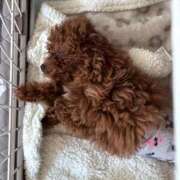 ヒメ日記 2026/03/18 04:47 投稿 らな破壊力抜群のGカップ ぴゅあぱい松戸♡ぽちゃかわ巨乳専門