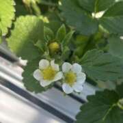 ヒメ日記 2026/01/18 11:09 投稿 のん 横浜人妻セレブリティ（ユメオト）