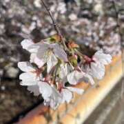 ヒメ日記 2026/03/29 07:26 投稿 のん 横浜人妻セレブリティ（ユメオト）