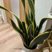 ヒメ日記 2026/01/11 19:59 投稿 愛沢 涼夏 30代40代50代と遊ぶなら博多人妻専科24時