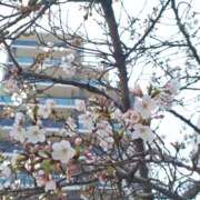 ヒメ日記 2026/03/29 17:03 投稿 すずな 完全技術系性感マッサージ レジェンド