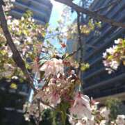 ヒメ日記 2026/04/08 12:59 投稿 すずな 完全技術系性感マッサージ レジェンド