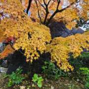 ヒメ日記 2025/11/26 18:55 投稿 るな 待ちナビ