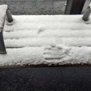 ヒメ日記 2026/03/10 22:47 投稿 らく プリモ PRIMO