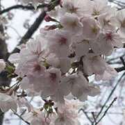 ヒメ日記 2026/04/02 08:58 投稿 れお ごほうびSPA名古屋店