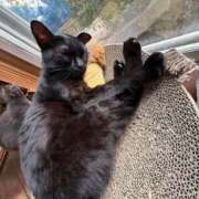 れお 予約完売·͜·ᰔᩚ ごほうびSPA名古屋店