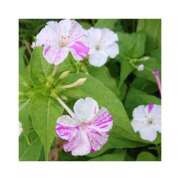 ヒメ日記 2026/02/02 22:15 投稿 れいこ 熟女の風俗最終章 錦糸町店