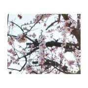 ヒメ日記 2026/03/12 19:55 投稿 れいこ 熟女の風俗最終章 錦糸町店