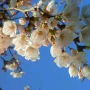 ヒメ日記 2026/04/01 12:16 投稿 立川真由子 五十路マダム 徳島店