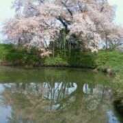 ヒメ日記 2026/04/09 03:16 投稿 立川真由子 五十路マダム 徳島店