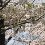 ヒメ日記 2026/04/06 12:34 投稿 まひる 妻天 京橋店