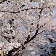 ヒメ日記 2026/04/12 12:27 投稿 えれな ハピネス東京