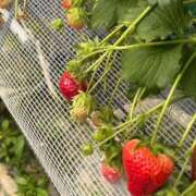 ヒメ日記 2026/04/16 14:45 投稿 えれな ハピネス東京