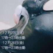 ヒメ日記 2025/12/23 08:01 投稿 かも 花夫人