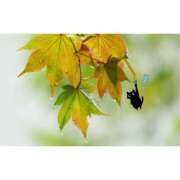 ヒメ日記 2025/11/09 19:12 投稿 かりな ファーストレディ(博多)