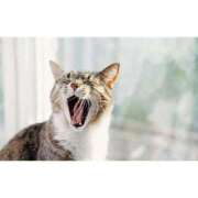 ヒメ日記 2025/11/14 07:32 投稿 かりな ファーストレディ(博多)