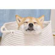 ヒメ日記 2025/12/09 08:42 投稿 かりな ファーストレディ(博多)