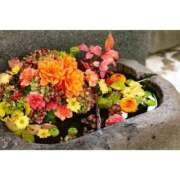 ヒメ日記 2025/12/15 07:32 投稿 かりな ファーストレディ(博多)