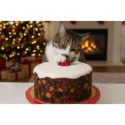 ヒメ日記 2025/12/22 07:52 投稿 かりな ファーストレディ(博多)