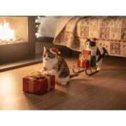 ヒメ日記 2025/12/24 23:52 投稿 かりな ファーストレディ(博多)