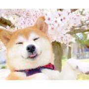 ヒメ日記 2026/04/01 08:32 投稿 かりな ファーストレディ(博多)