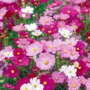 ヒメ日記 2025/11/13 09:37 投稿 南条玲子 プルデリR40