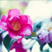 ヒメ日記 2026/01/20 07:16 投稿 南条玲子 プルデリR40